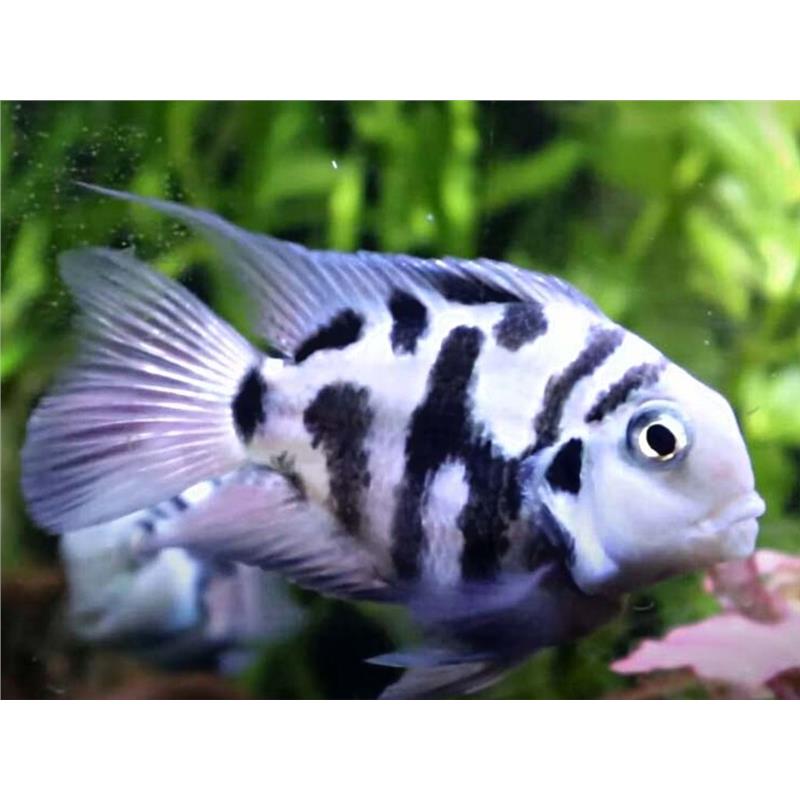 Amphilophus citrinellus parrot - imagine 3